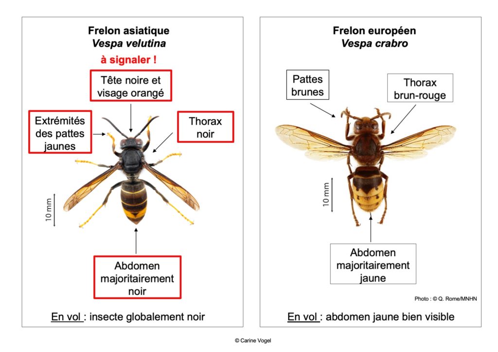 Comment le reconnaître